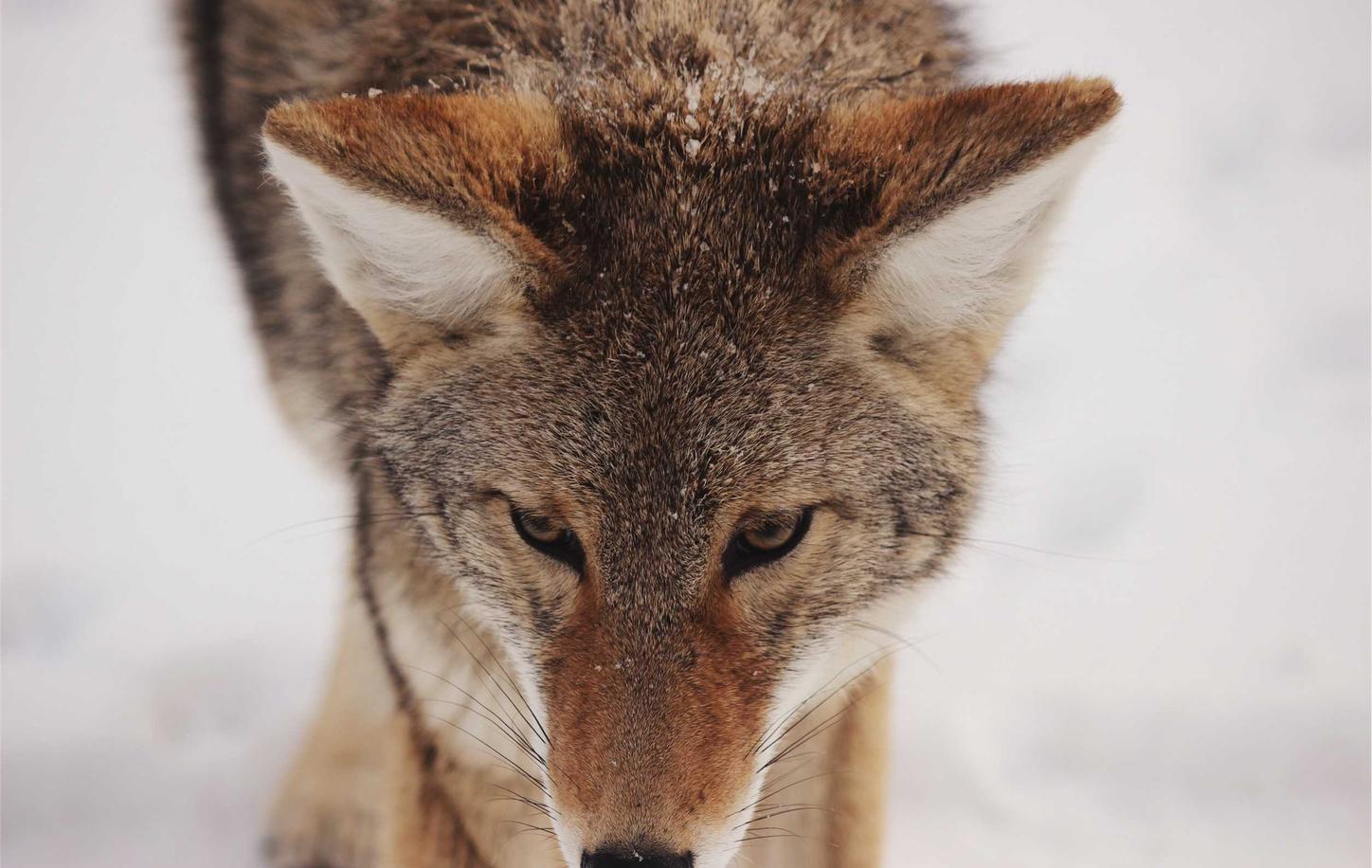 Editor reviewing printed article drafts in an office